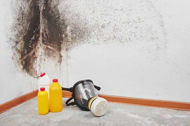 Best Basement Mold Remediation in Castle Dale, UT