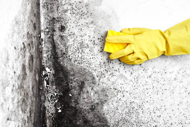 Trusted Castle Dale, UT Mold Remediation Experts