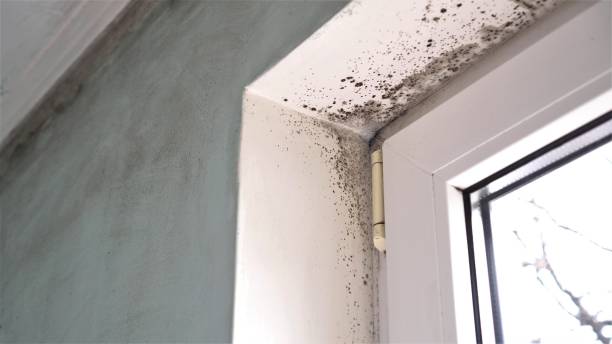 Best Residential Mold Remediation in Castle Dale, UT