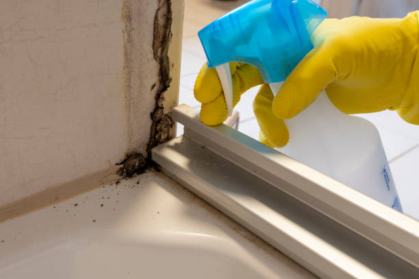 Best Residential Mold Remediation in Castle Dale, UT